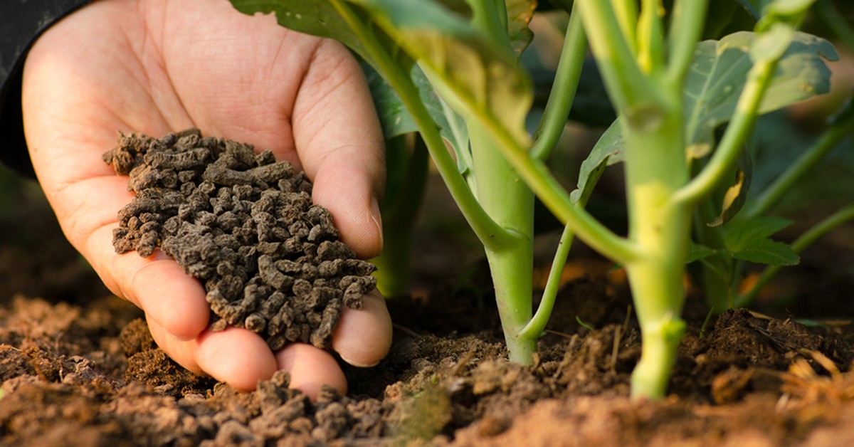 NFL fertilizer plant