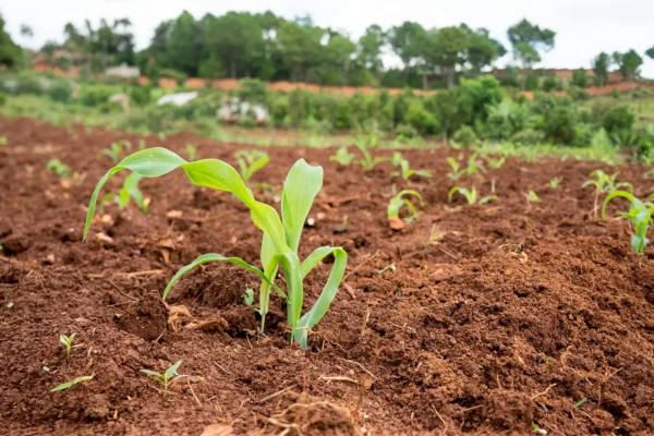 Fertilizer Crisis