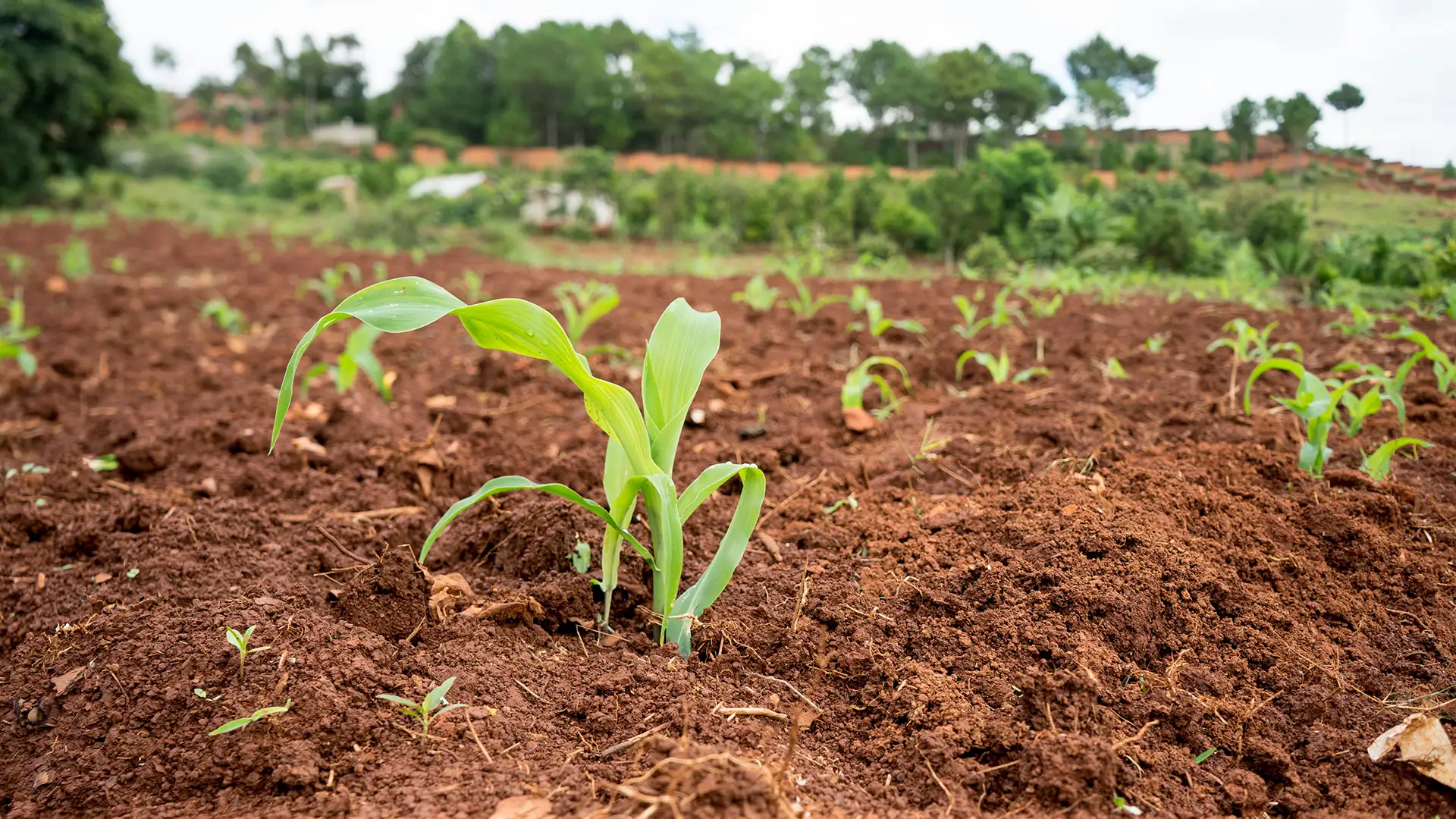 Fertilizer Crisis