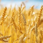 Wheat procurement target 2025-26