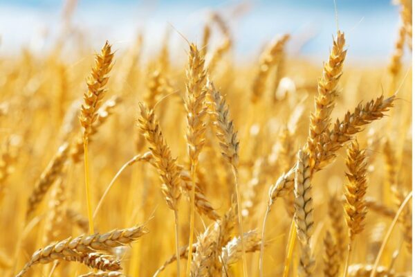 Wheat procurement target 2025-26