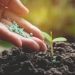 Fertilizer Stocks