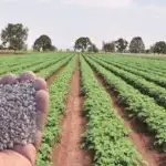 RCF MAP/DAP Bulk Supply E-Tender