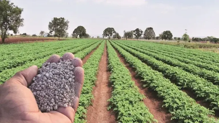 RCF MAP/DAP Bulk Supply E-Tender