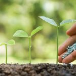 Indian fertilizer shortage