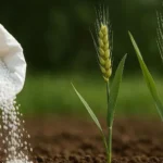 भारत यूरिया टेंडर 2025