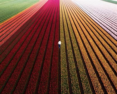 Cinis Fertilizer strategic review