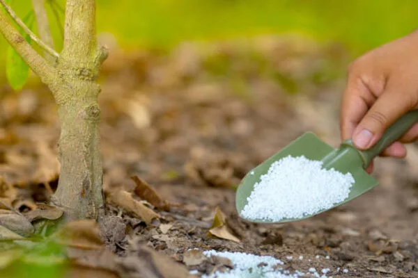 India urea market