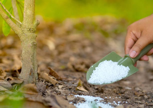 India urea market