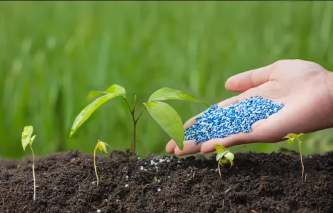 Global Fertilizer Market