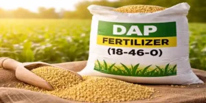DAP fertilizer 18-46-0 granular close-up with bag and agricultural background