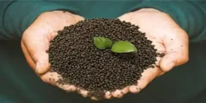 FACT NPK Tender 2026 fertilizer granules in hand for NPK 15:15:15 and 16:16:16 supply