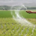 Fertilizer Supply India showing farmer applying urea fertilizer in agricultural field