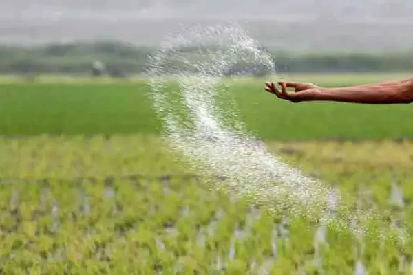 Fertilizer Supply India showing farmer applying urea fertilizer in agricultural field