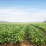 Fertilizer supply and agriculture field with industrial plant in background India