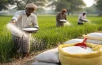 fertilizer sales March 2026 India farmers applying urea in wheat field