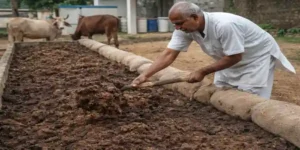 Farmer preparing vermicompost using cow dung under Govardhan Organic Fertilizer Scheme in Bharatpur