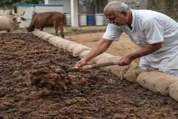 Farmer preparing vermicompost using cow dung under Govardhan Organic Fertilizer Scheme in Bharatpur