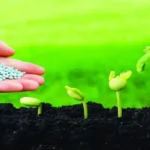Global Fertilizer Market Analysis showing urea fertilizer granules applied to growing plants