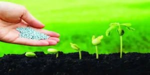 Global Fertilizer Market Analysis showing urea fertilizer granules applied to growing plants