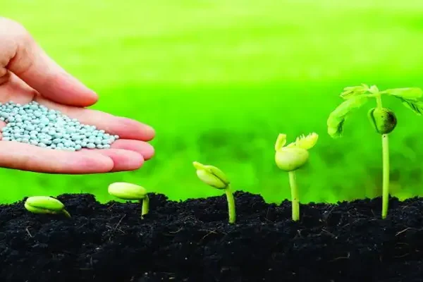 Global Fertilizer Market Analysis showing urea fertilizer granules applied to growing plants