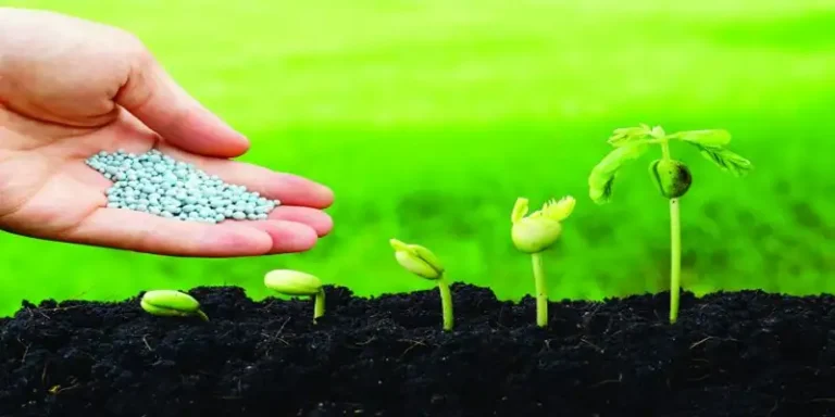 Global Fertilizer Market Analysis showing urea fertilizer granules applied to growing plants