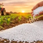 Global urea fertilizer prices surge as farmer spreads urea granules in field during planting season