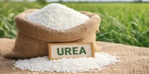 Urea fertilizer granules in sack for agriculture - Urea Market Update April 2026
