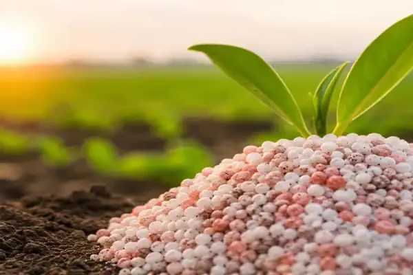 Potash fertilizer granules with green plant growing in agricultural field at sunrise