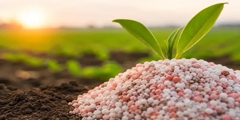 Potash fertilizer granules with green plant growing in agricultural field at sunrise